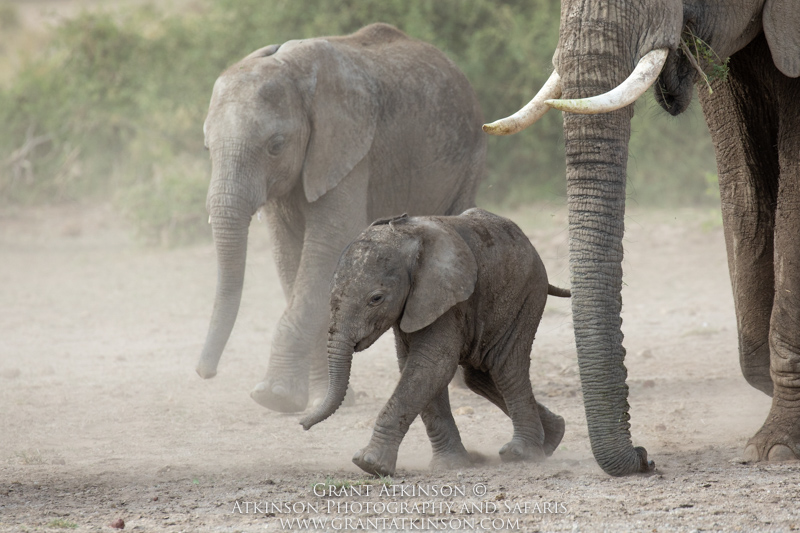 Baby elephant - Copyright © Grant Atkinson